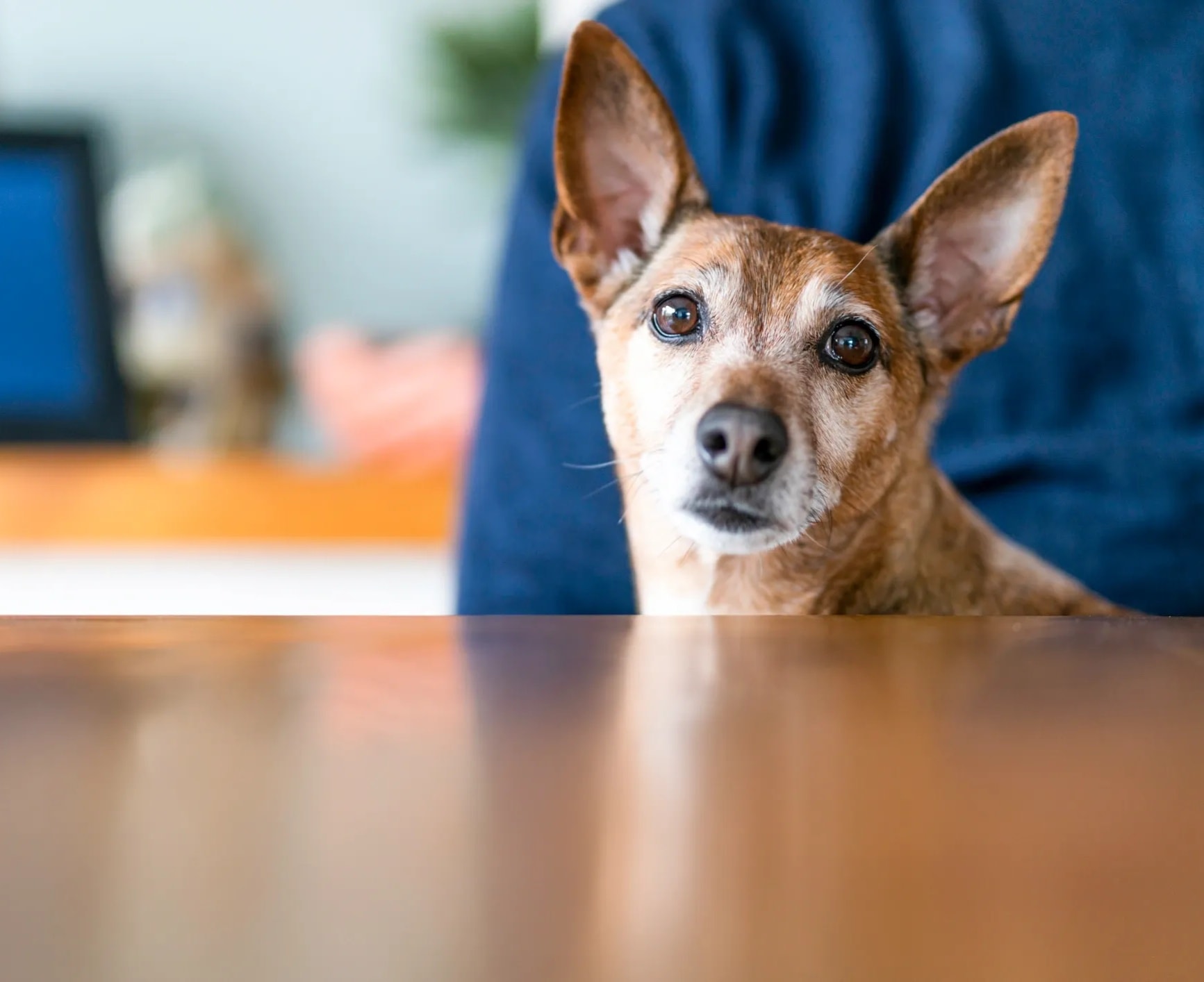 Dog Care