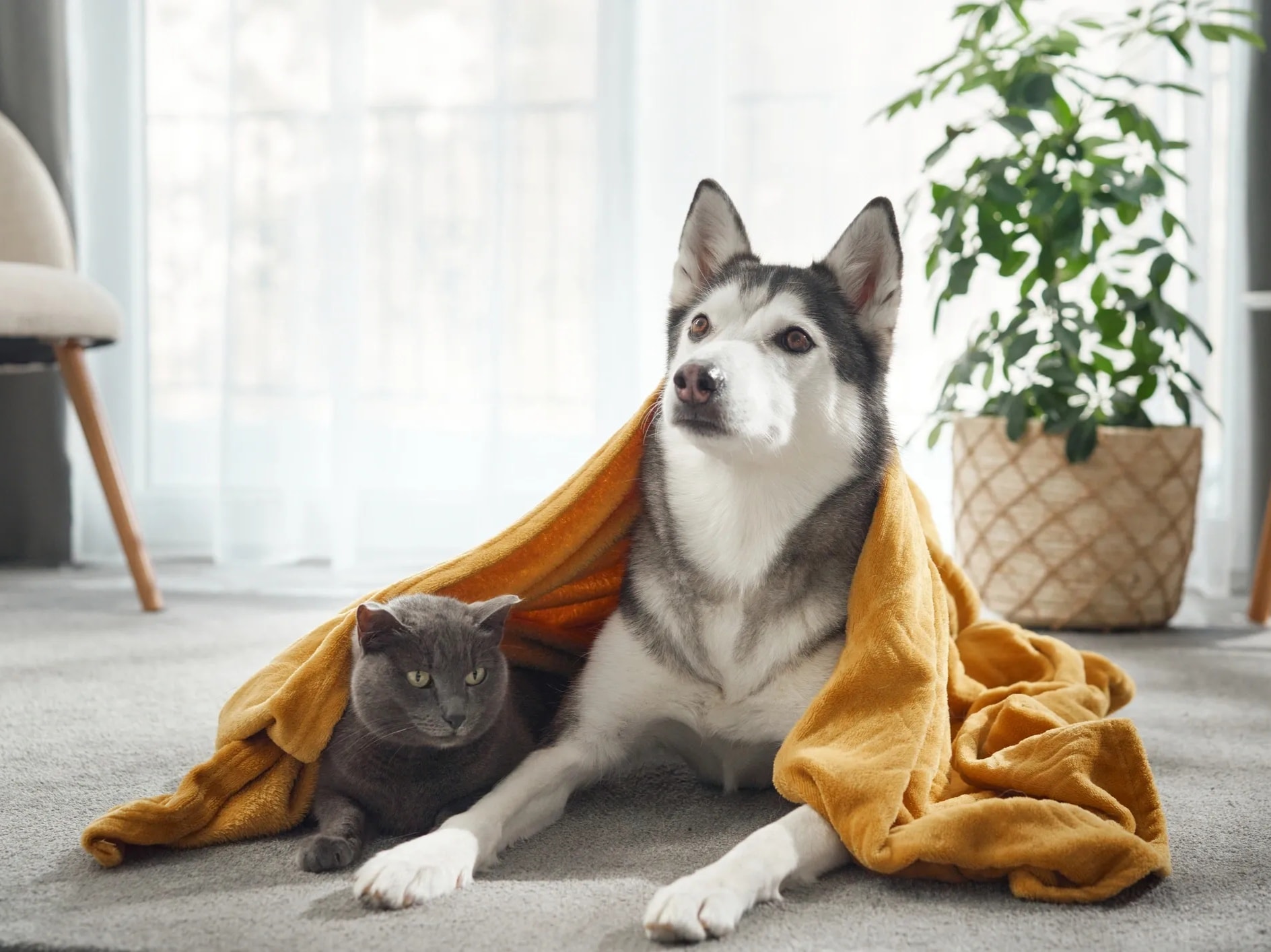 Pet Visits